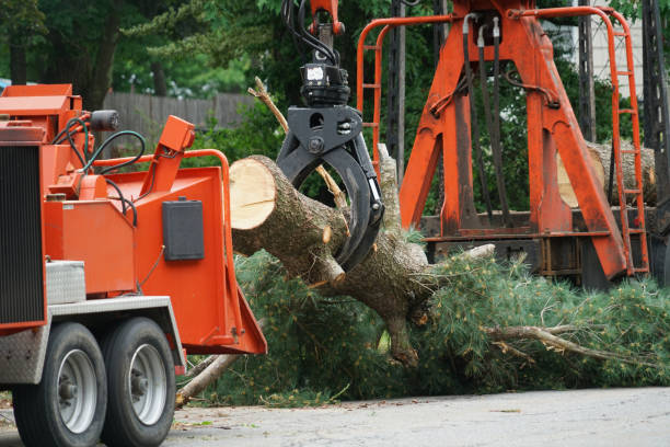 Best Tree Trimming and Pruning  in South Dennis, MA